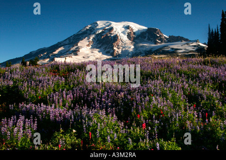 Mt Rainier au-dessus de prairies de lupin et le pinceau près de Paradise Mount Rainier National Park New York USA Banque D'Images