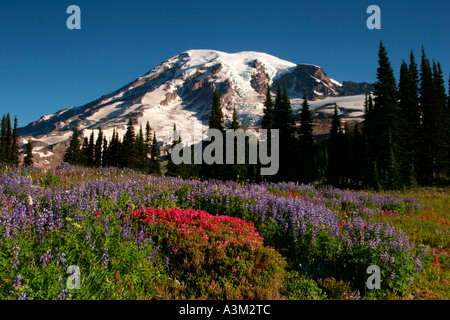Mt Rainier au-dessus de prairies d'Heather rose et lupin près de Paradise Mount Rainier National Park New York USA Banque D'Images