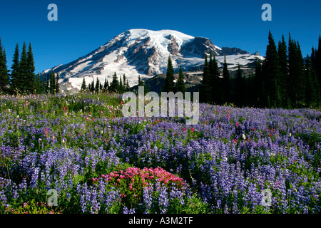 Mt Rainier au-dessus de prairies de lupin et Heather rose près de Paradise Mount Rainier National Park New York USA Banque D'Images