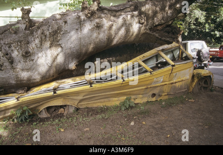 Le Jardin botanique de roseau un ouragan à l'autobus scolaire en vertu de l'arbre tombé maintenant une attraction touristique Banque D'Images