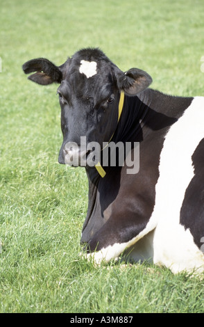 Vue en gros plan du visage de la vache friésienne productrice de lait noir et blanc avec étiquette de bétail jaune couchée dans le champ de ferme de prairie d'herbe Essex, Angleterre, Royaume-Uni Banque D'Images