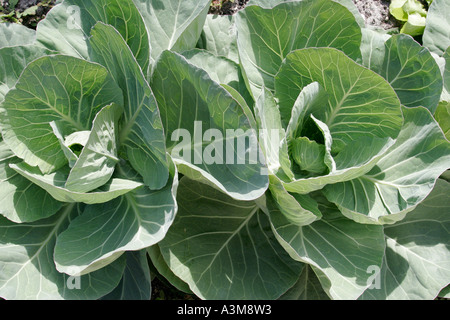 Miami Beach Florida,Victory Community Garden,résidents,voisins,cultivant,herbes,verts,salade,chou,plante,fruits,légumes,légumes,nourriture,FL06 Banque D'Images