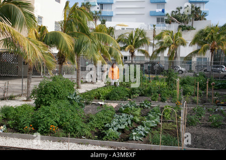 Miami Beach Florida,Victory Community Garden,résidents,voisins,culture,herbes,verts,salade,parcelles,plantes,fruits,légumes,légumes,nourriture,veget Banque D'Images