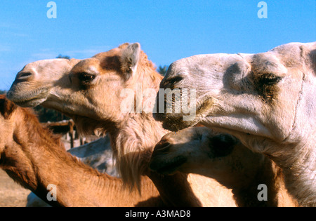 Marché aux chameaux en Égypte Banque D'Images