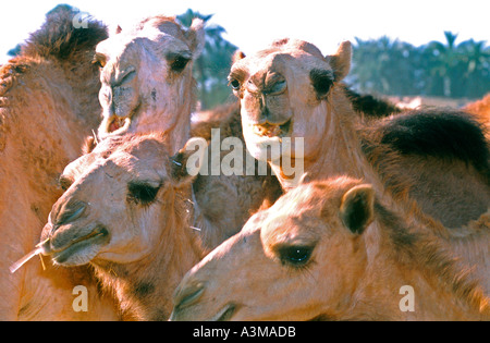 Marché aux chameaux en Égypte Banque D'Images