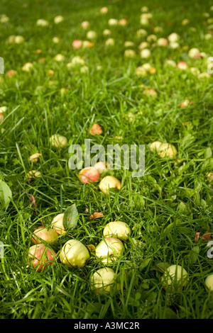 Beaucoup de pommes tombées sur le sol, Finlande Banque D'Images