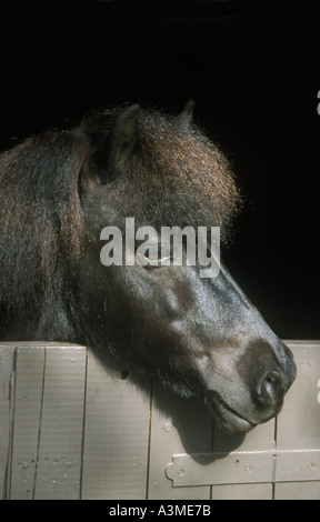 Poney Shetland à plus de porte de l'écurie Banque D'Images