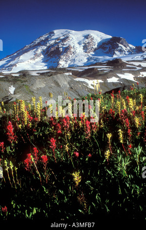 Mt Rainier Paradise Meadows ci-dessus le long du sentier Skyline Mount Rainier National Park Washington Banque D'Images