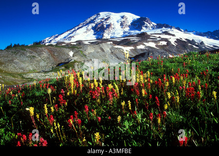 Mt Rainier au-dessus des fleurs des champs de paradis le long du sentier Skyline Mount Rainier National Park Washington Banque D'Images