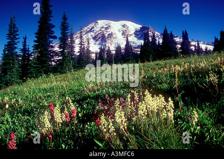 Mt Rainier au-dessus des prairies de fleurs sauvages le long du sentier Skyline à Mount Rainier National Park Washington Banque D'Images