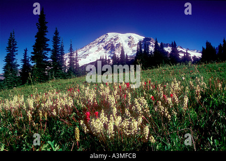 Mt Rainier au-dessus des fleurs des champs le long du sentier Skyline à Mount Rainier National Park Washington Banque D'Images