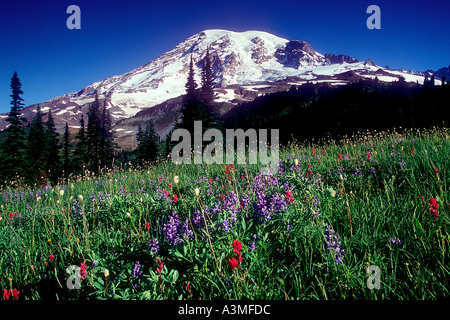 Mt Rainier au-dessus des fleurs des champs le long du sentier Skyline à Mount Rainier National Park Washington Banque D'Images