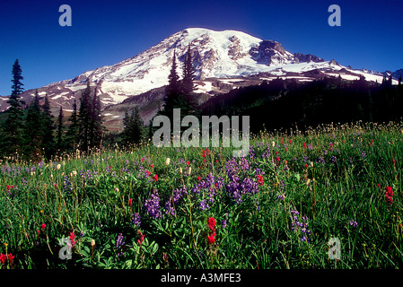 Mt Rainier au-dessus des fleurs des champs le long du sentier Skyline à Mount Rainier National Park Washington Banque D'Images