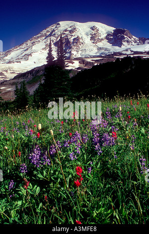 Mt Rainier au-dessus des fleurs des champs le long du sentier Skyline à Mount Rainier National Park Washington Banque D'Images