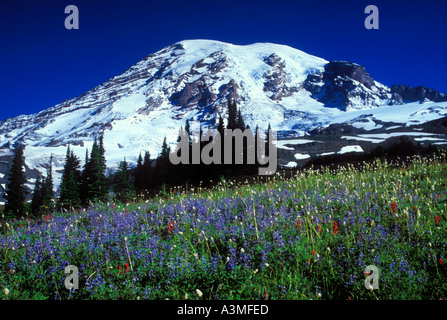 Mt Rainier au-dessus des fleurs des champs le long du sentier Skyline à Mount Rainier National Park Washington Banque D'Images