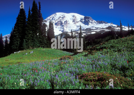 Mt Rainier au-dessus des fleurs des champs le long du sentier Skyline à Mount Rainier National Park Washington Banque D'Images