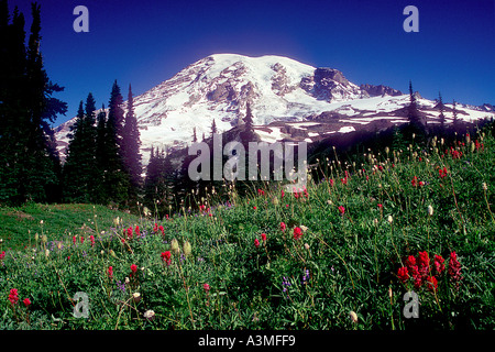 Mt Rainier au-dessus des fleurs des champs le long du sentier des lacs dans le Parc National de Mount Rainier Washington Banque D'Images