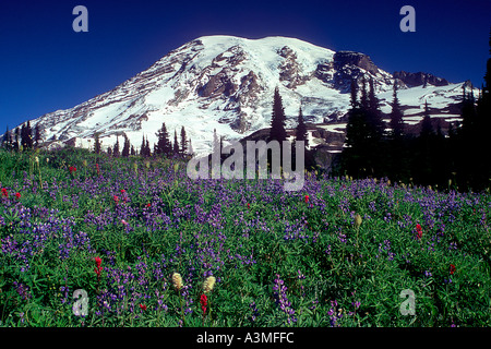 Mt Rainier au-dessus des fleurs des champs le long du sentier des lacs dans le Parc National de Mount Rainier Washington Banque D'Images