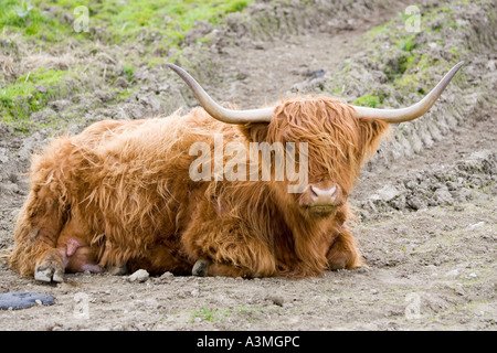 Highland cattle couché farniente au soleil Banque D'Images