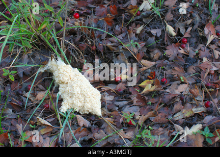 Les champignons Mucilago crustacea inmature Banque D'Images