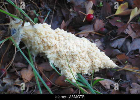 Les champignons Mucilago crustacea inmature Banque D'Images