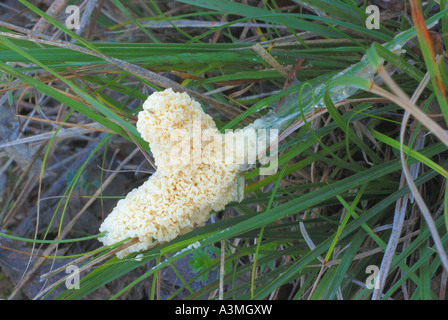 Les champignons Mucilago crustacea inmature Banque D'Images