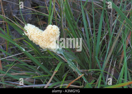 Les champignons Mucilago crustacea inmature Banque D'Images