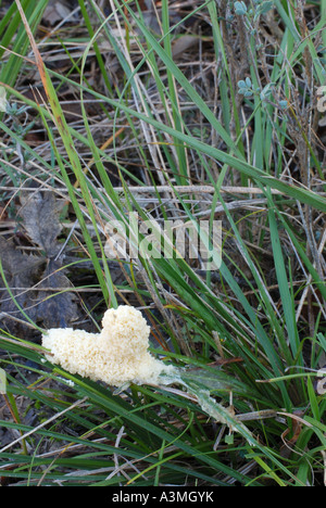 Les champignons Mucilago crustacea inmature Banque D'Images