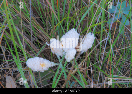 Les champignons Mucilago crustacea inmature Banque D'Images