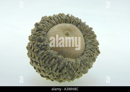 Le chêne acorn Le nom scientifique de l'arbre est Quercus macrocarpa Michx Banque D'Images