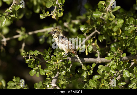 Usambiro Barbet Grumet Tanzanie Afrique de l'Est Banque D'Images