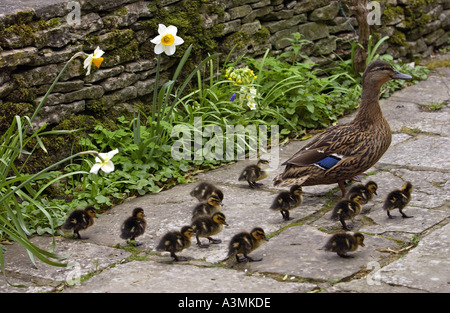 Canard colvert avec ses Treize canetons dans un jardin de campagne anglaise Banque D'Images