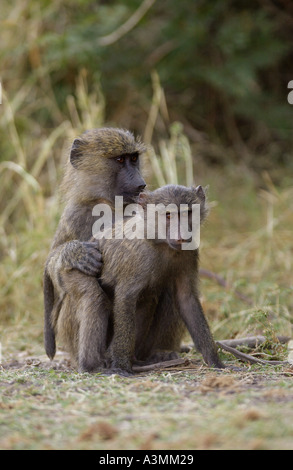 Les babouins Olive Tanzanie Grumeti accouplement Banque D'Images