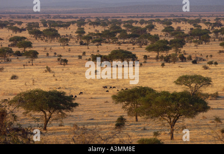 La plaine de Serengeti dans le Parc National de Serengeti Tanzanie Grumeti Tanzanie Afrique de l'Est Banque D'Images