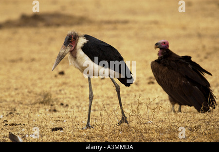 Marabout africain Grumet Tanzanie Afrique de l'Est Banque D'Images
