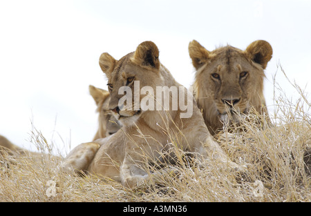 Les jeunes lionnes Afrique de l'Est du Serengeti Banque D'Images