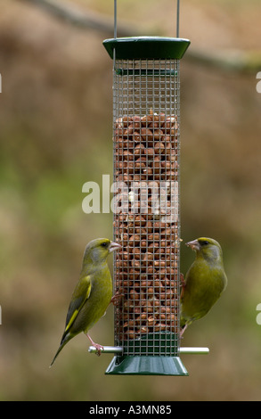 Paire de greenfinches appuyer machinalement sur l'arachide dans la région de jardin mangeoire Cotswolds Angleterre Banque D'Images