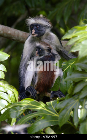 Zanzibar adultes Red Colobus monkey avec son bébé dans un bois, l'île de Zanzibar Banque D'Images