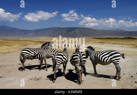 Un troupeau de zèbre des plaines commun s'accorder le cratère du Ngorongoro en Tanzanie Banque D'Images