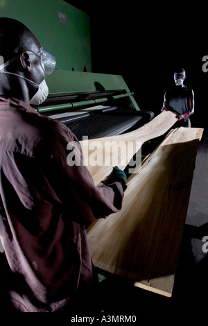 Couper des bandes de placage Sapele mise en séchoir, Ghana, Afrique de l'Ouest Banque D'Images