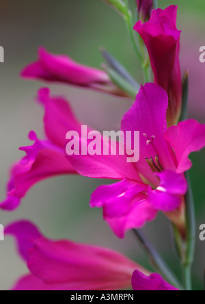 Gladiolus communis subs byzantinus Banque D'Images