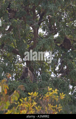 Troupe de babouins Olive en arbre à Mole National Park, le Ghana, l'Afrique de l'Ouest. Banque D'Images