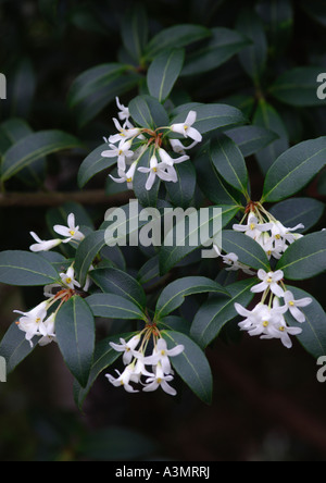 Osmanthus x burkwoodii Banque D'Images