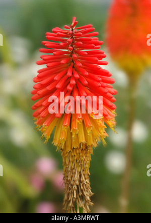 Kniphofia praecox Banque D'Images