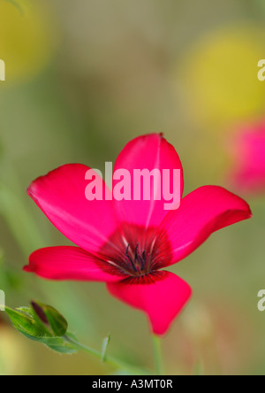 Linum grandiflorum Rubrum le lin Banque D'Images