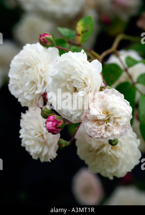 Rosa Félicité Perpetue Banque D'Images