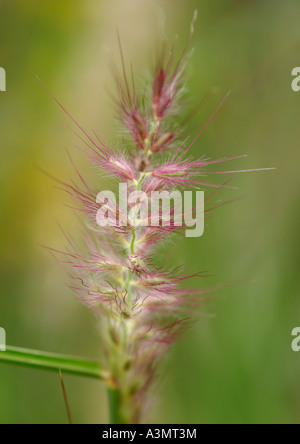 Close up of Pennisetum orientale Shogun Banque D'Images