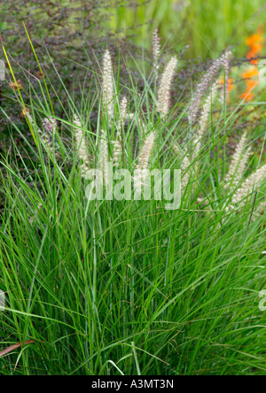 Pennisetum orientale Shogun Banque D'Images