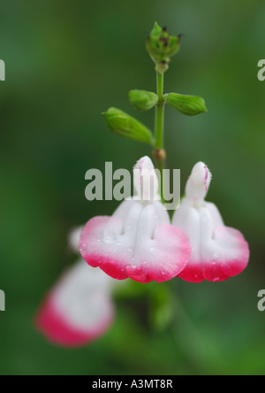 Close up de la salvia microphylla Hot Lips Banque D'Images