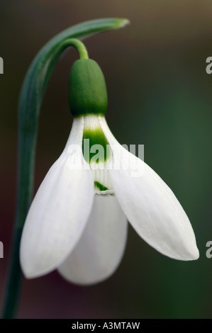 Snowdrop Galanthus elwesii Banque D'Images